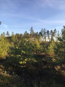 skog