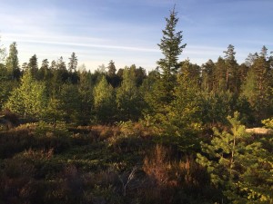skogen