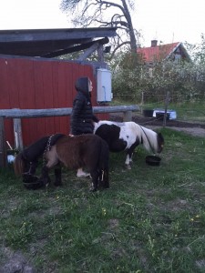 små hästarna